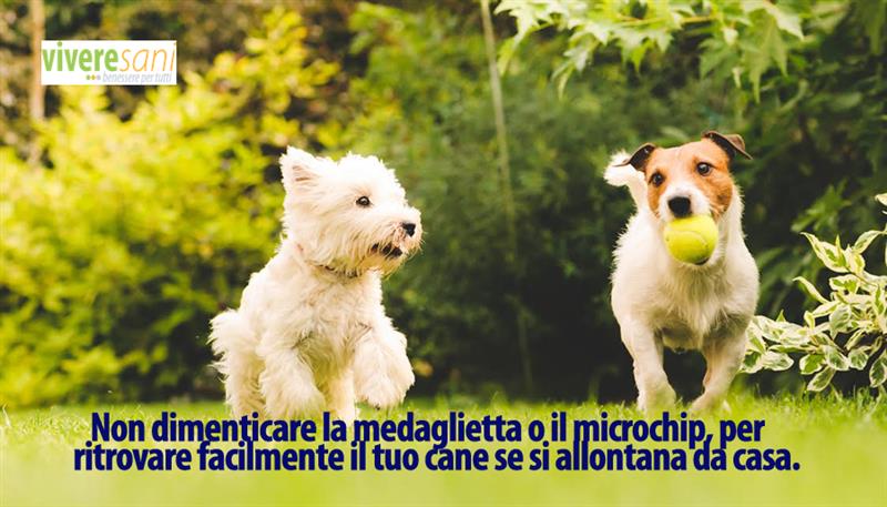 Se i cani 'evadono' da casa, che cosa si fa? Se i cani 'evadono' da casa, che cosa si fa?